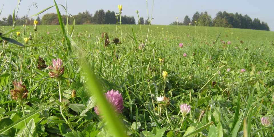 Weide für Bio Angus Rinder